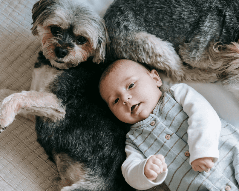 4 Smart Ways to Encourage Your Dog and Baby to Bond 2
