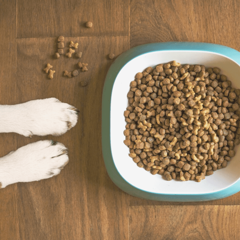Feed Your Dog a Healthy Diet