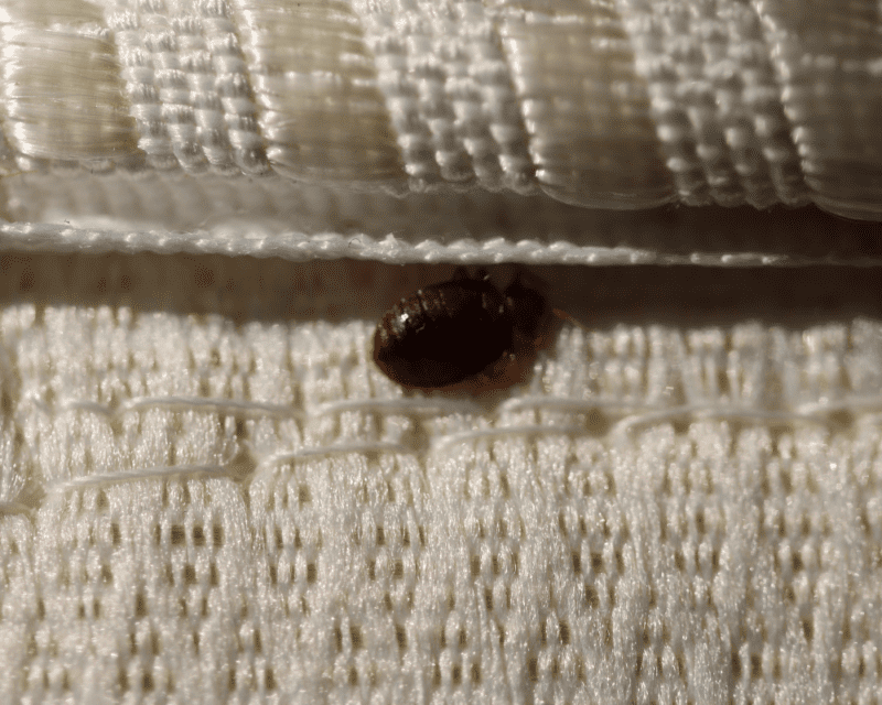 Get Rid of Bedbugs