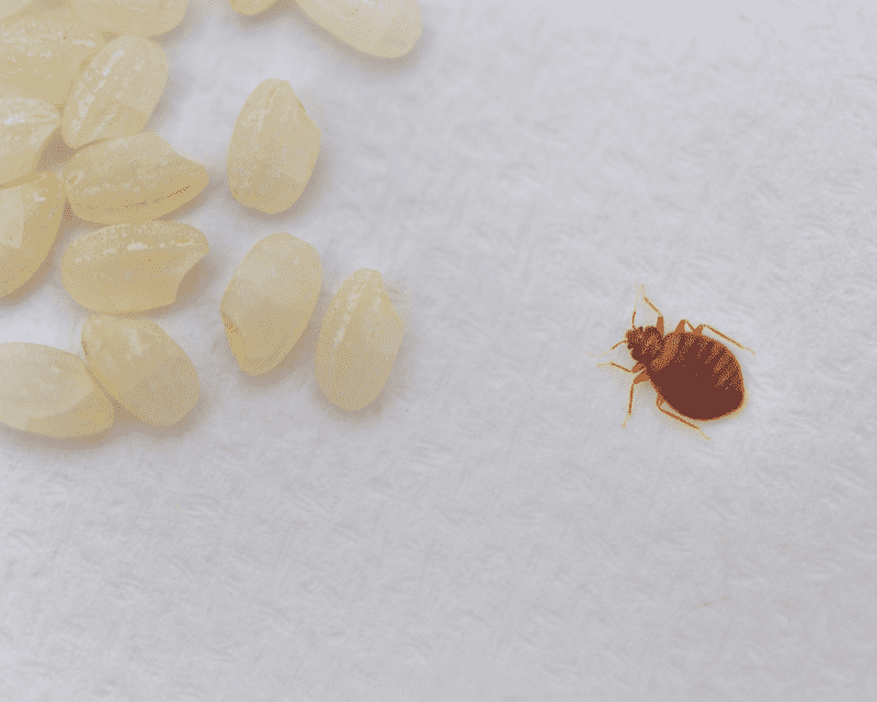 Get Rid of Bedbugs