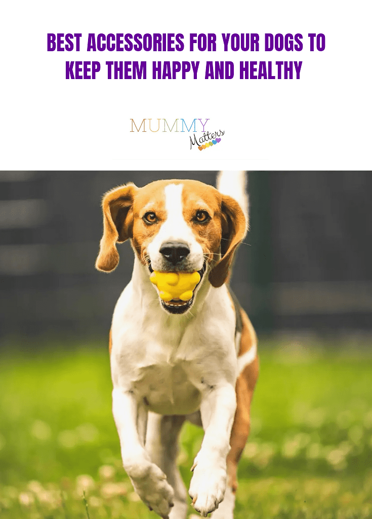 Best accessories for your dogs to keep them happy and healthy 1