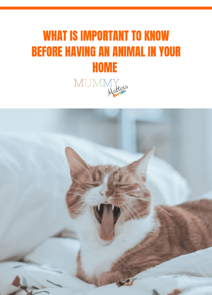 What Is Important To Know Before Having An Animal In Your Home 1