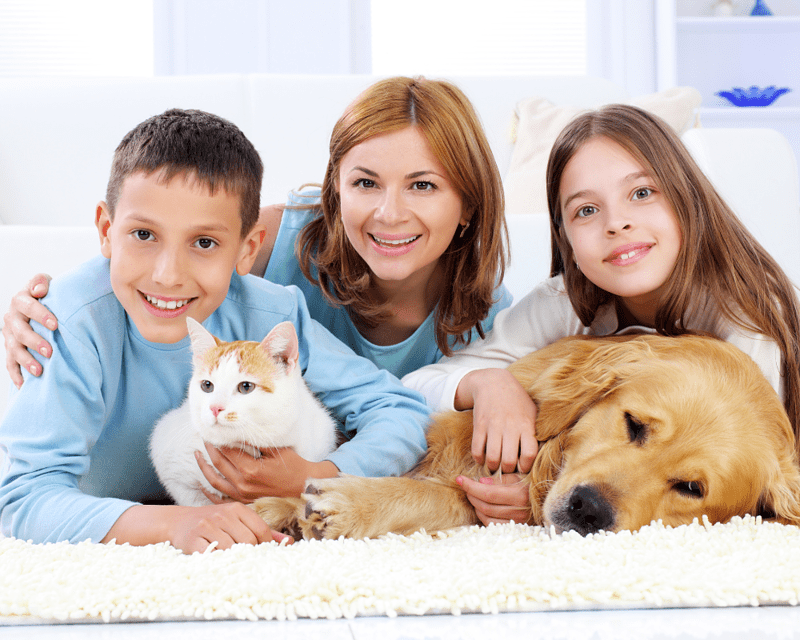 Preparing Your Pet for the Move to Singapore