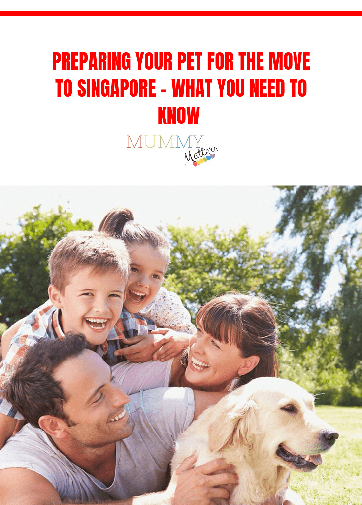 Preparing Your Pet for the Move to Singapore - What You Need to Know? 1