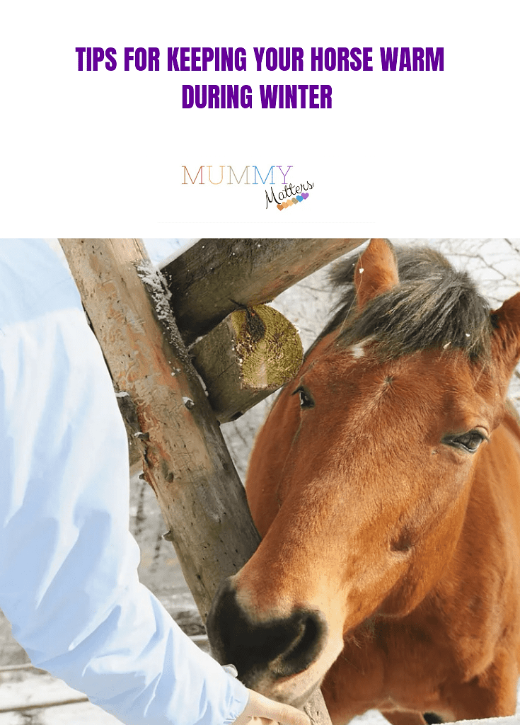 Tips For Keeping Your Horse Warm During Winter 1