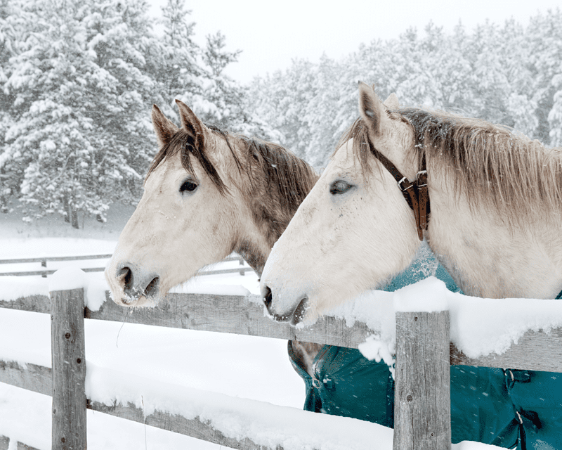 Keeping Your Horse Warm