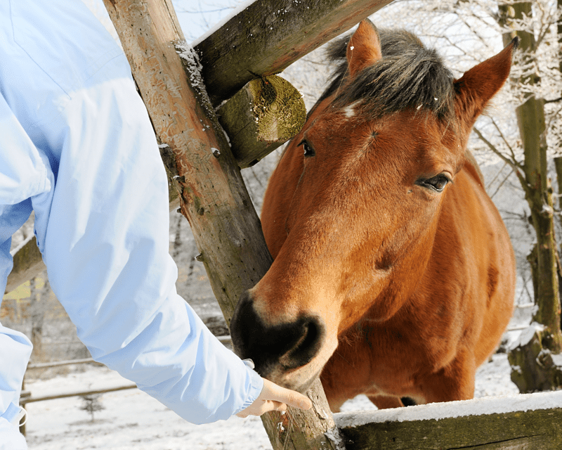 Keeping Your Horse Warm