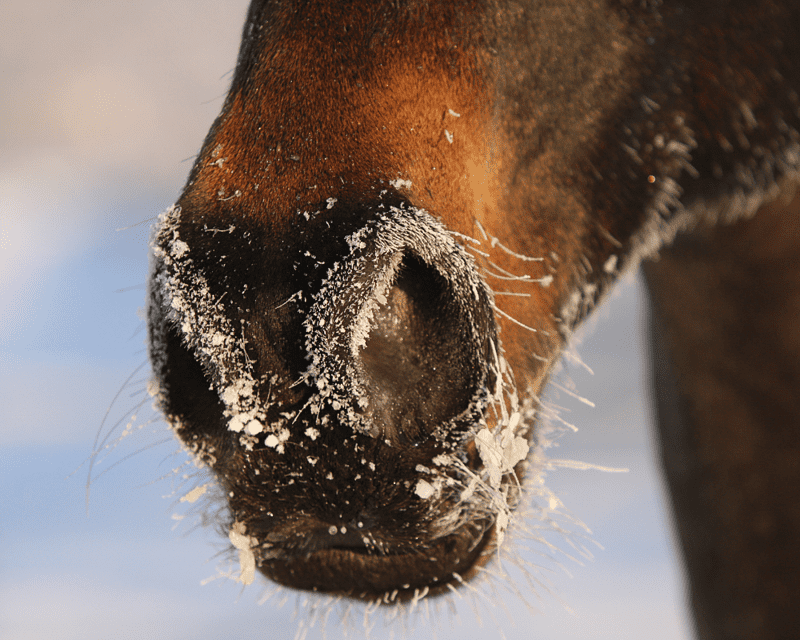 Winter horse