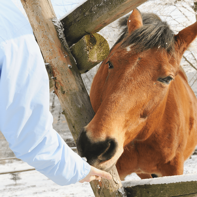keeping your horse warm during winter