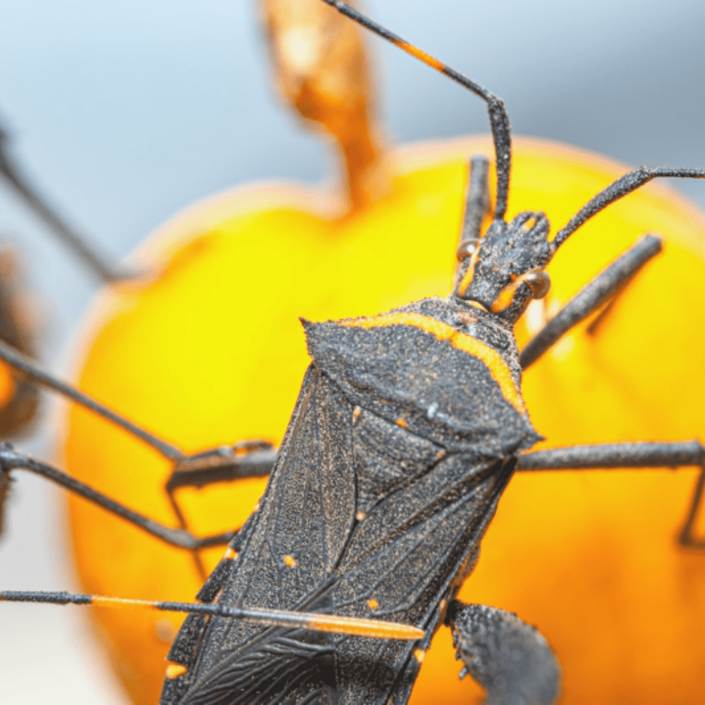Ignoring Pest Infestations