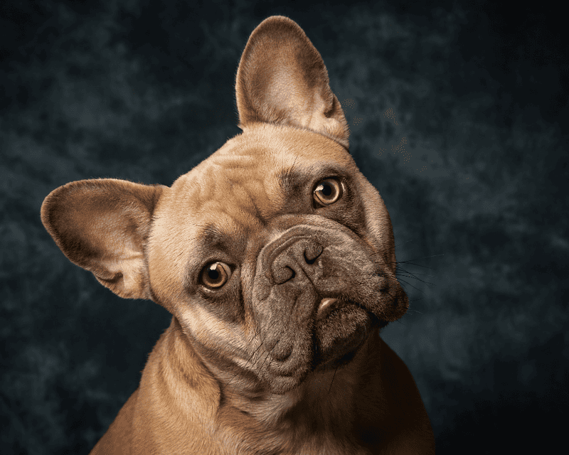 Brachycephalic Breeds 