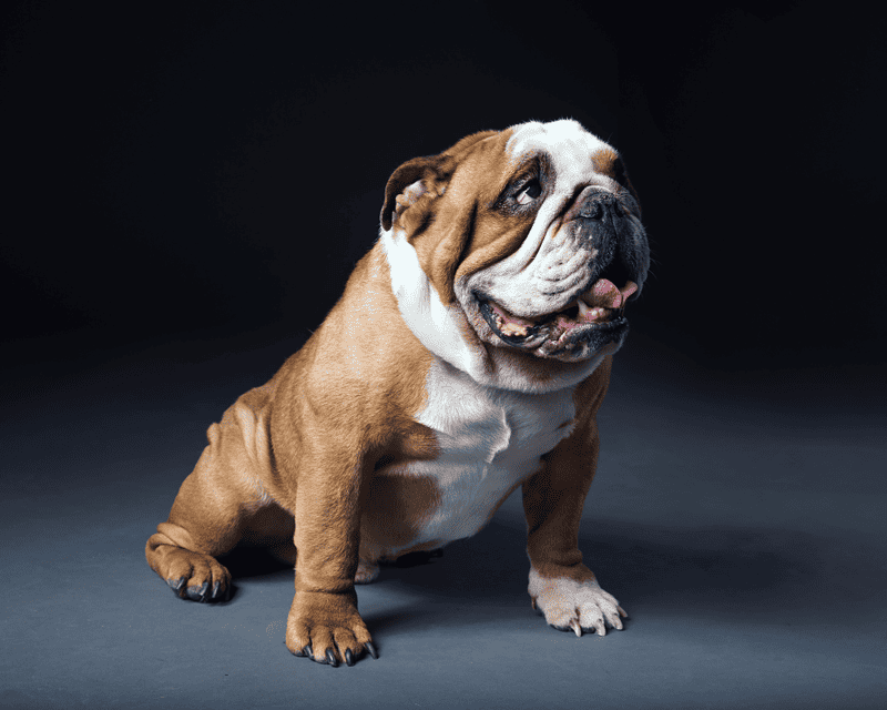 Brachycephalic Breeds 