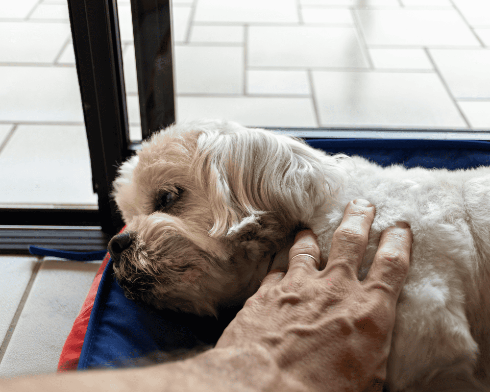 View of Explore Different Health Problems Faced By Brachycephalic Breeds