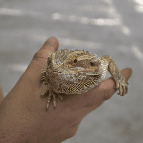 5 great alternatives to having a pet dog Mummy Matters Parenting and