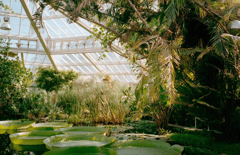 Windy City's Lush Botanical Gardens