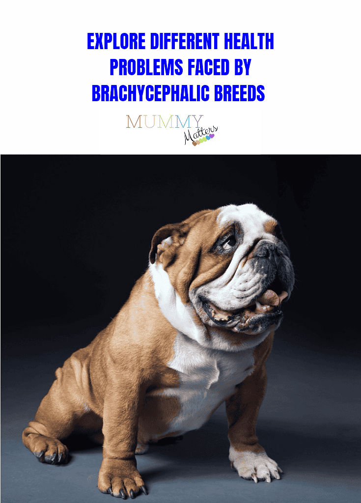 Explore Different Health Problems Faced by Brachycephalic Breeds  1