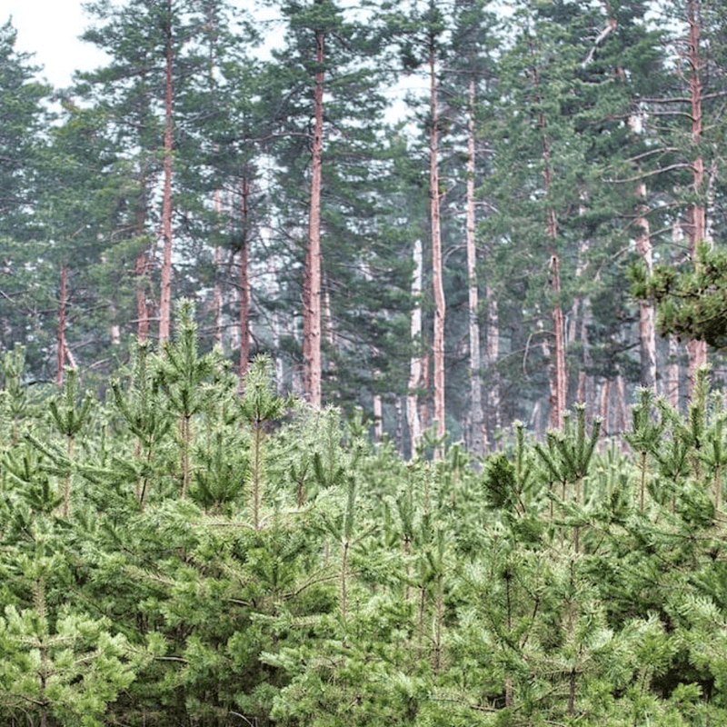 Established Trees