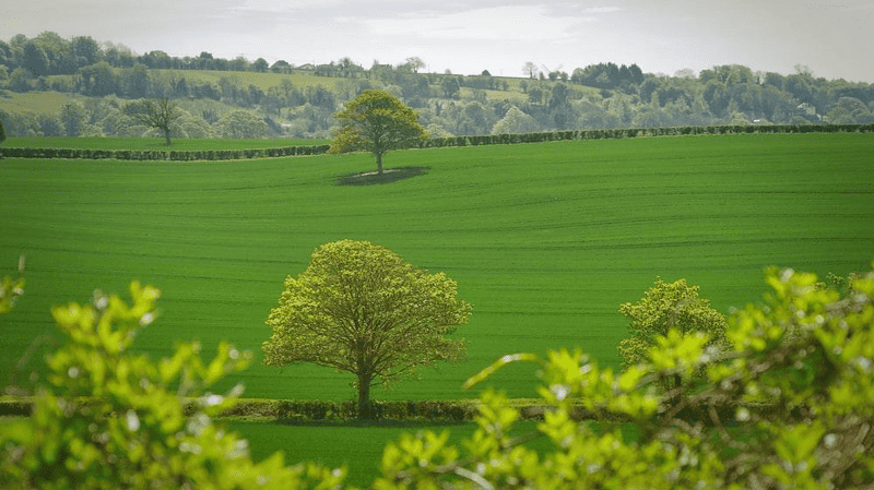 The Beauty of Established Trees: Where to Find and How to Care For Them 1