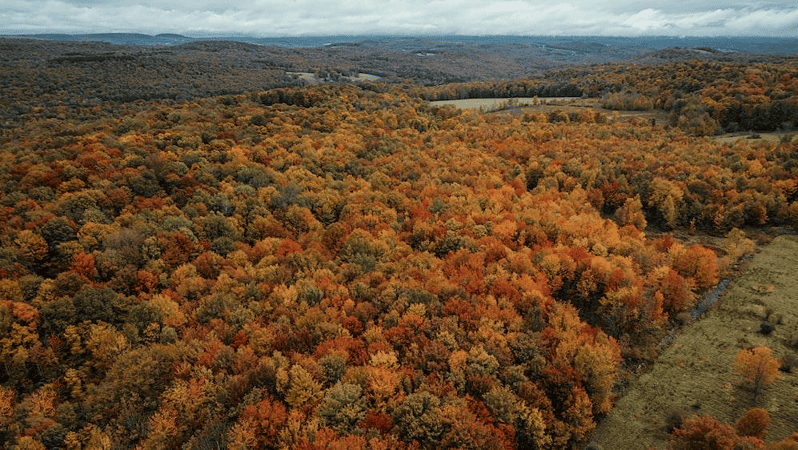 Established Trees