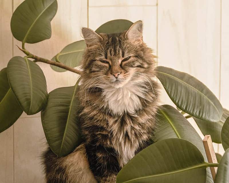 Keep Cats Out Of Houseplants