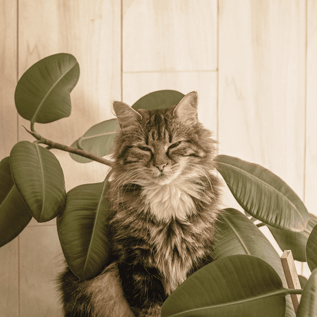 Keep Cats Out Of Houseplants