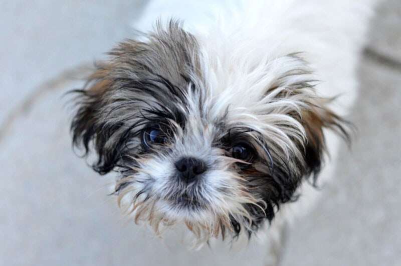 Maltese Shih Tzu Mix