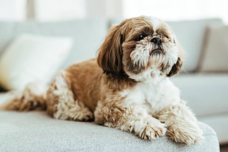 Maltese Shih Tzu Mix