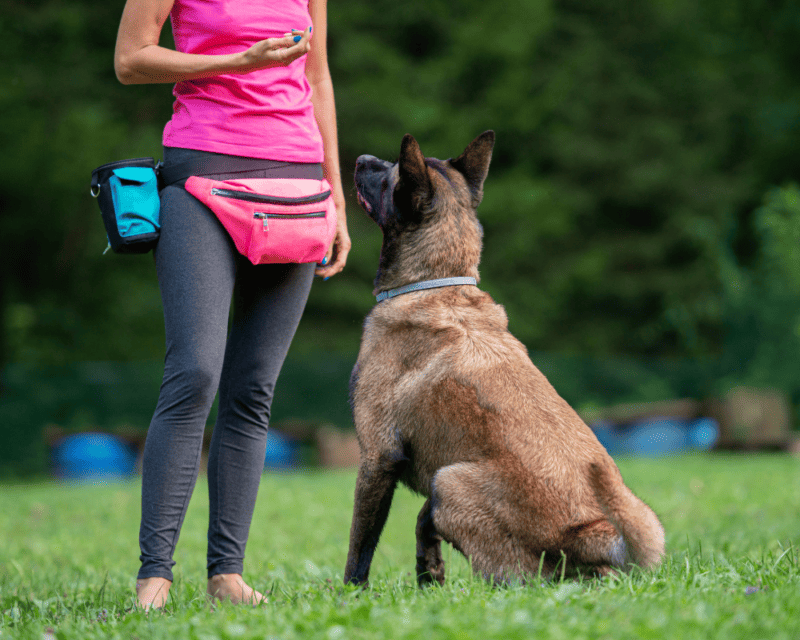 Positive Reinforcement: A Rewarding Approach to Dog Training 1