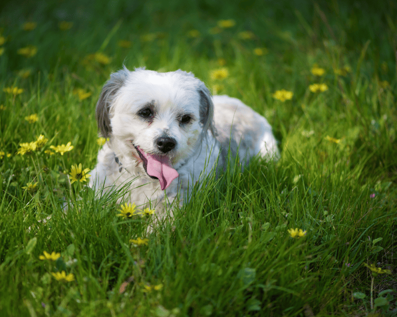 Maltese Shih Tzu