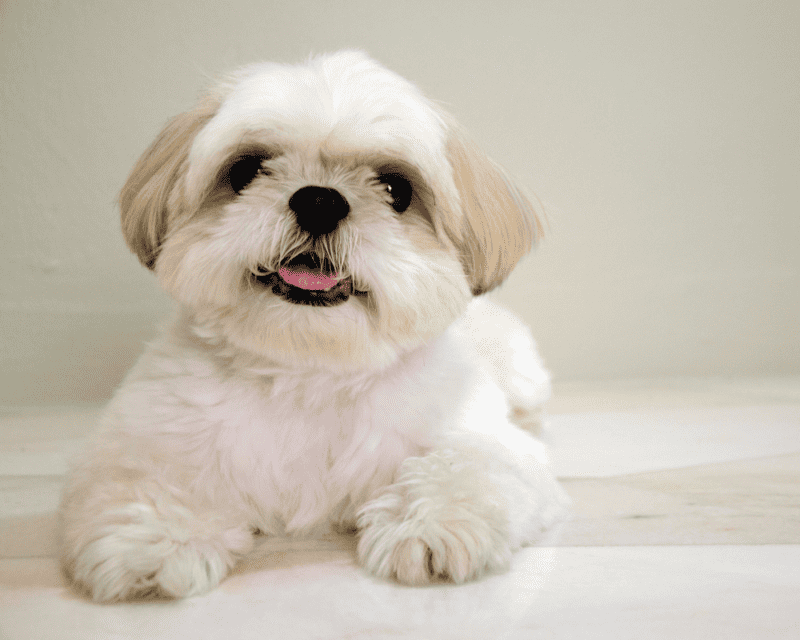 maltese shih tzu brown