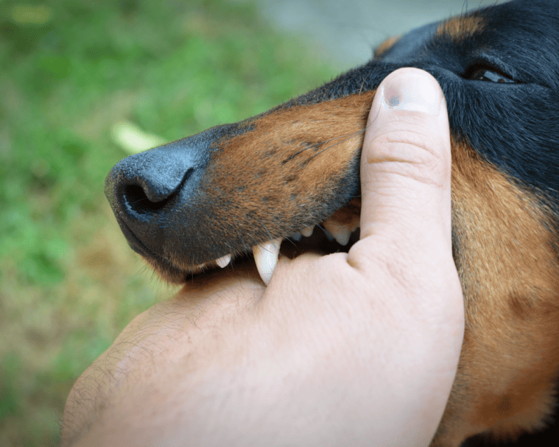 dog bite claims