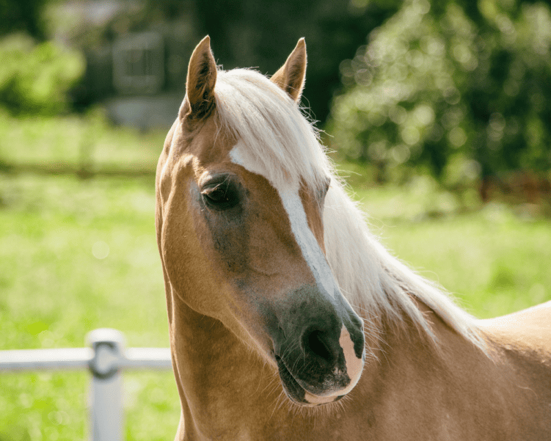 Building a Horse Round Pen: A Beginner's Guide 1