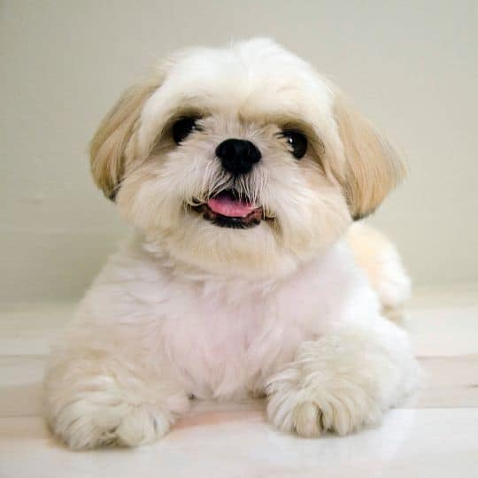 Maltese Shih Tzu