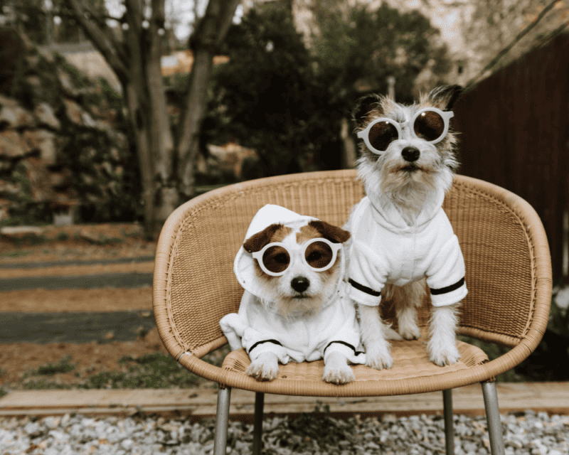 Pet-Friendly Paradise: Finding the Perfect Vacation Rentals 2
