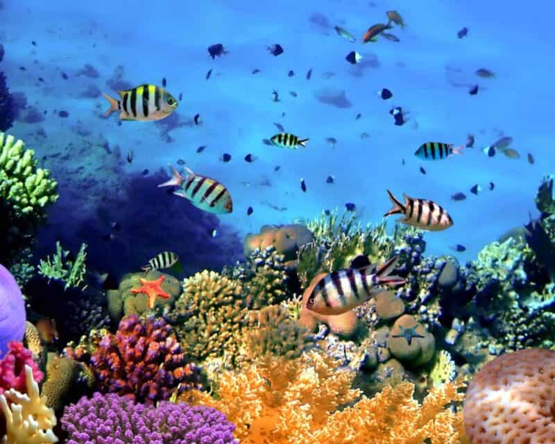 Red Sea reefs
