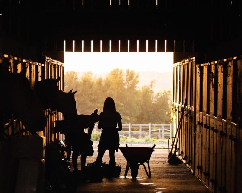 Equestrian Sheds