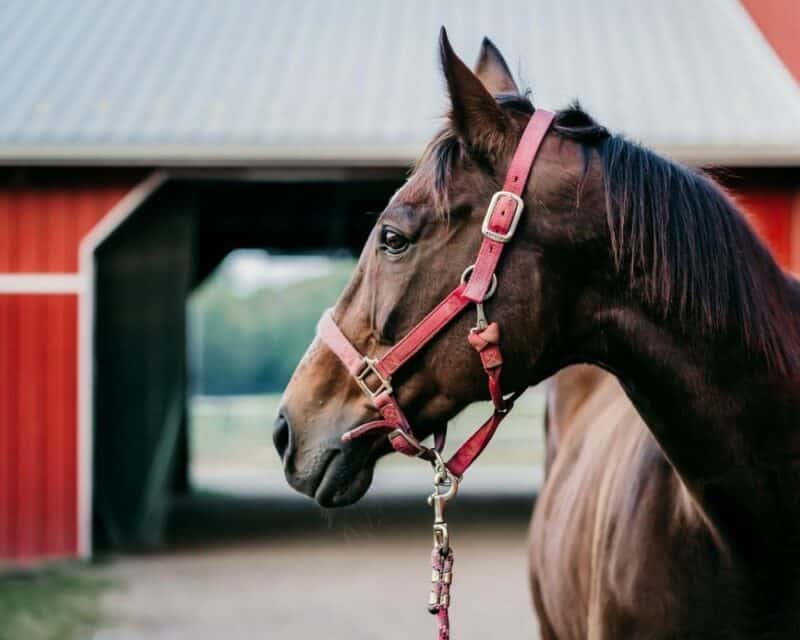 Equestrian Sheds