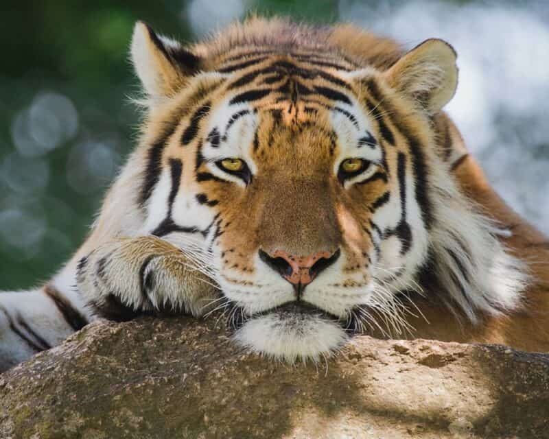 a tiger lying on a rock