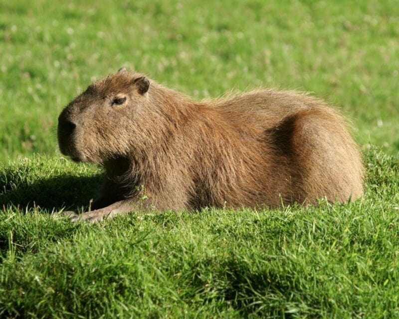 a brown animal lying in grass