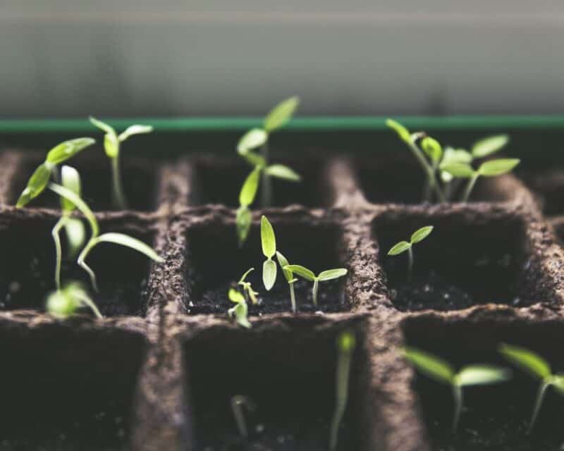 a close up of a plant