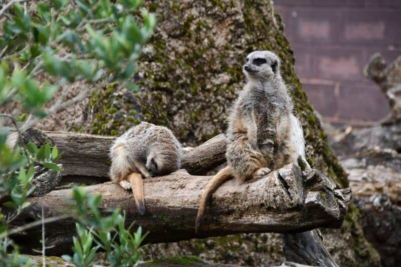 a group of animals on a log