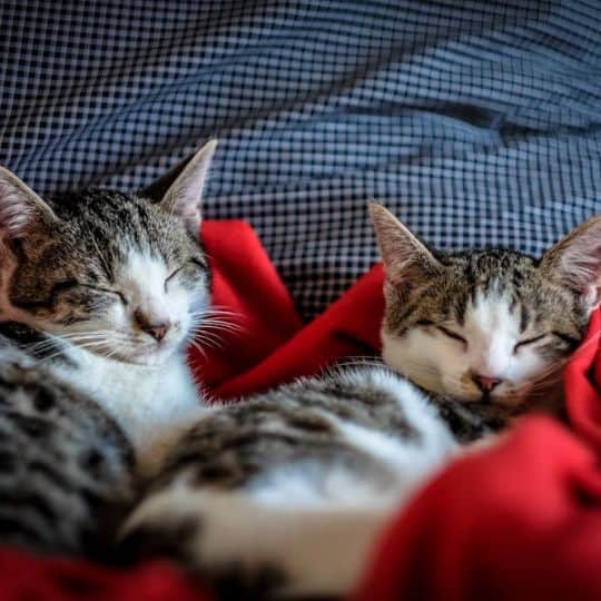 two cats lying on a blanket
