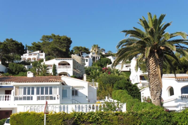 a palm tree and white houses