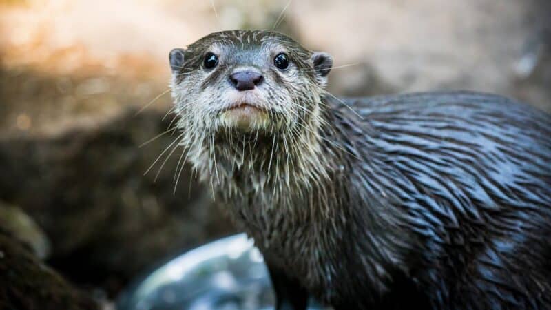 a wet otter looking up