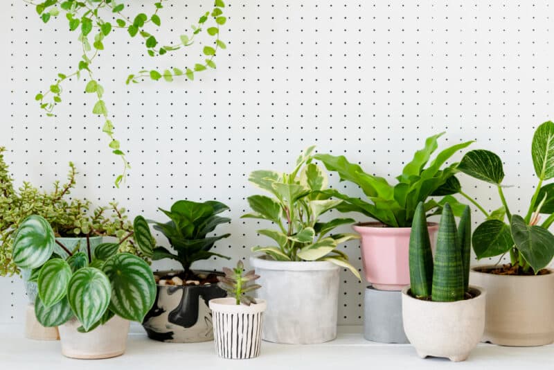 a group of potted plants