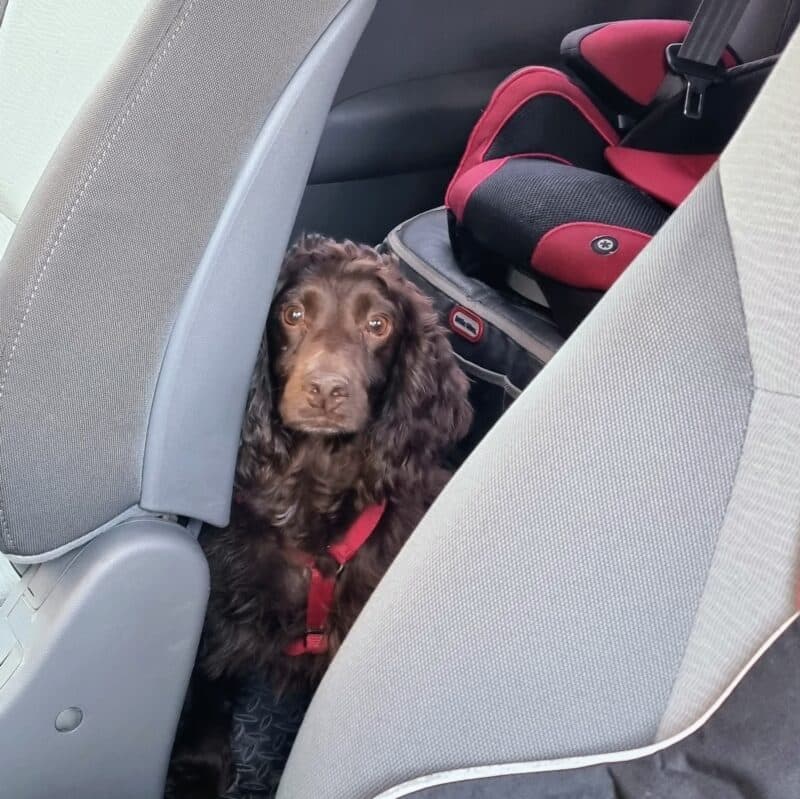 a dog sitting in the back of a car