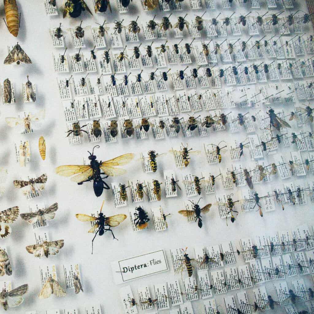 taxidermy insects