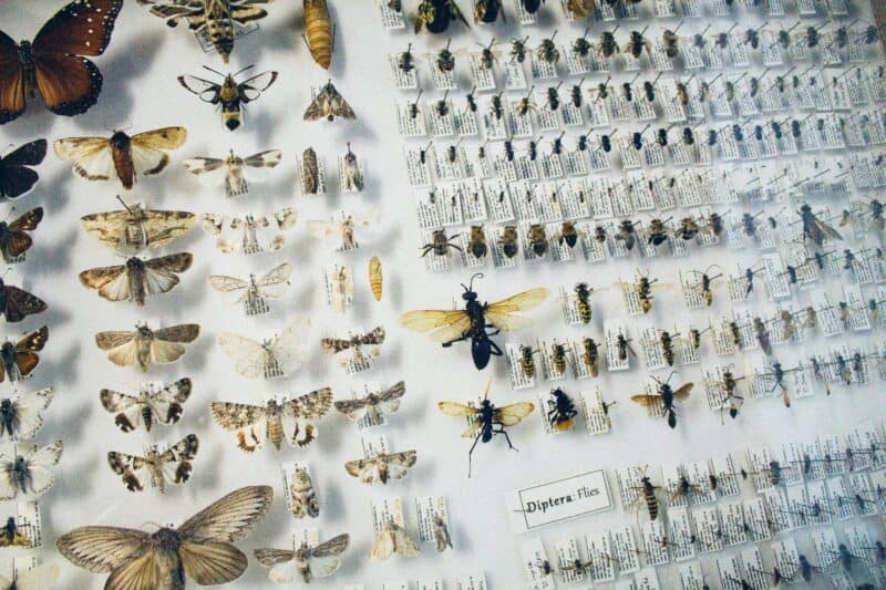 What You Need to Know Taxidermy Insects for Sale 2