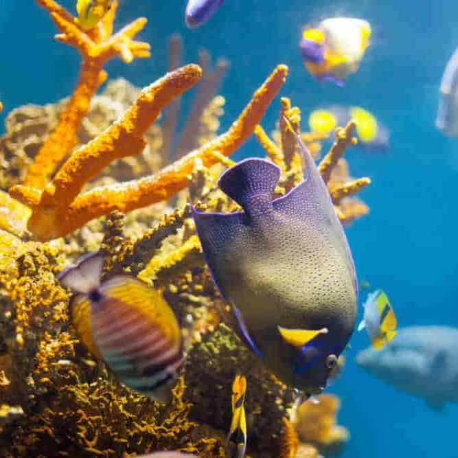 Marine Life of Hawaii