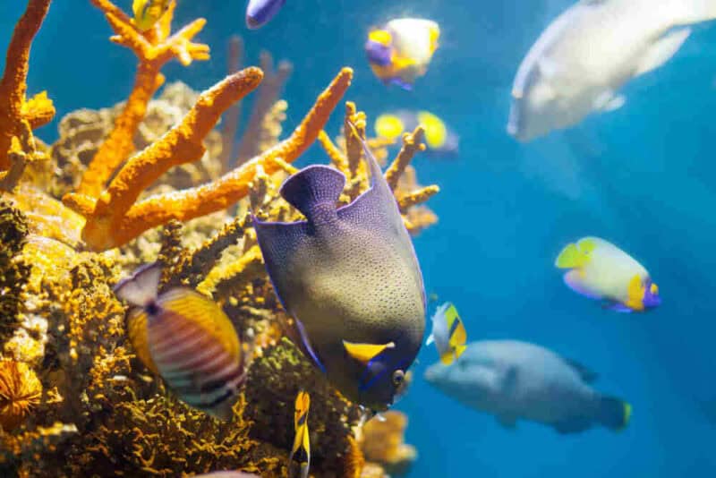 Marine Life of Hawaii